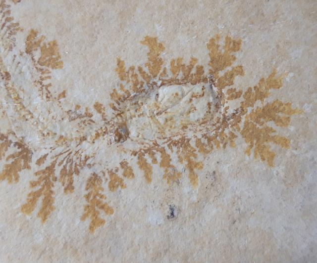 Leptolepides sprattiformis (BLAINVILLE 1818) - Bild © FossNet FossilienStore